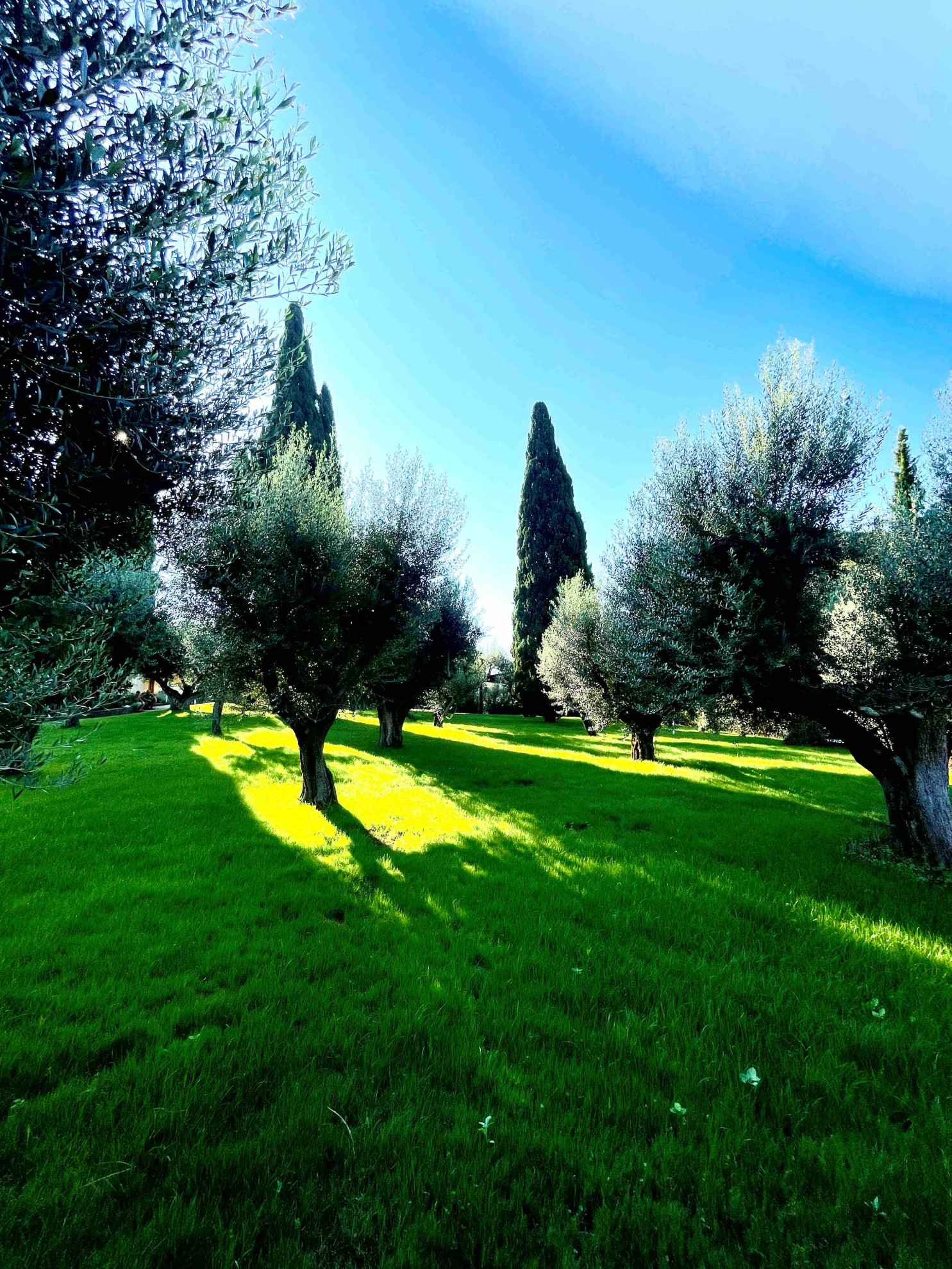 SEMINA TAPPETO ERBOSO img